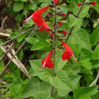 Salvia coccinea Buc'hoz ex Etl.